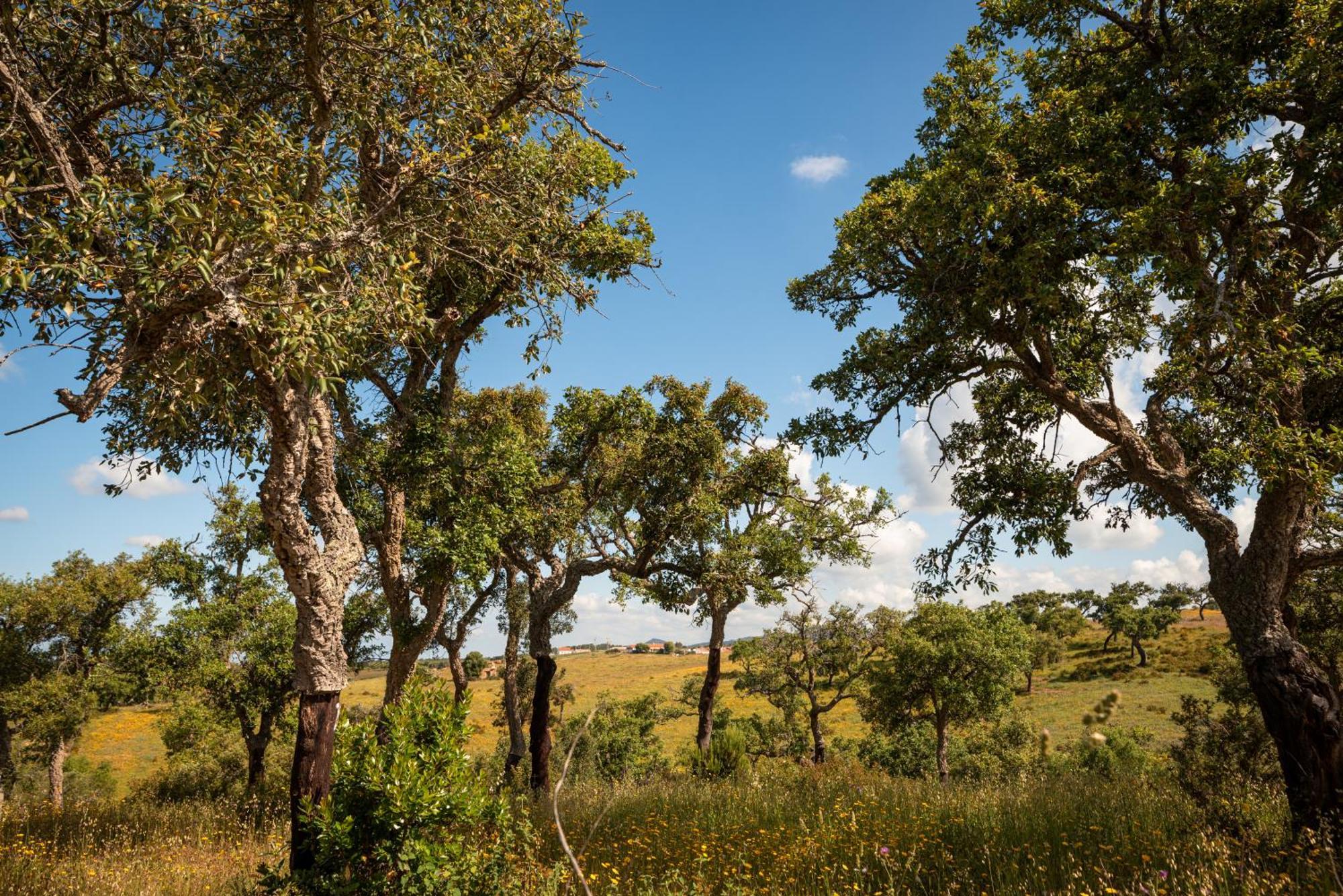 Eco Glamping Portugal Nature Lodge São Luis Kültér fotó